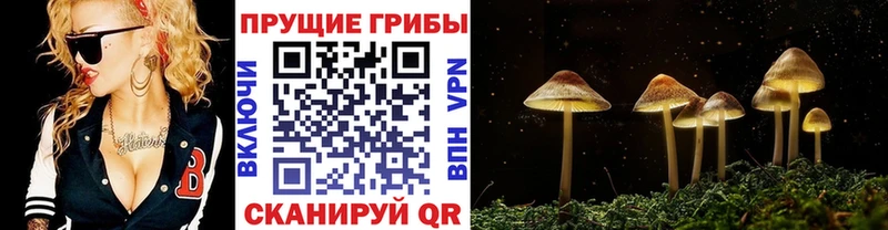 Галлюциногенные грибы GOLDEN TEACHER  блэк спрут онион  Кашин 